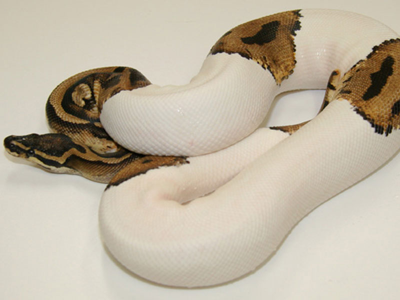 Piebald