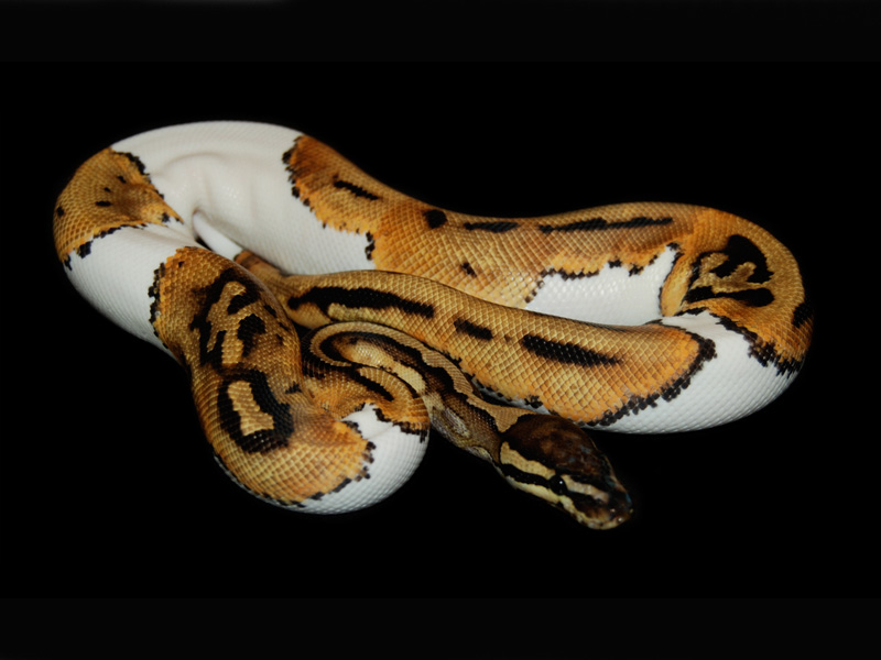 Piebald