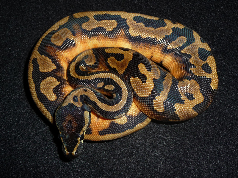 Piebald