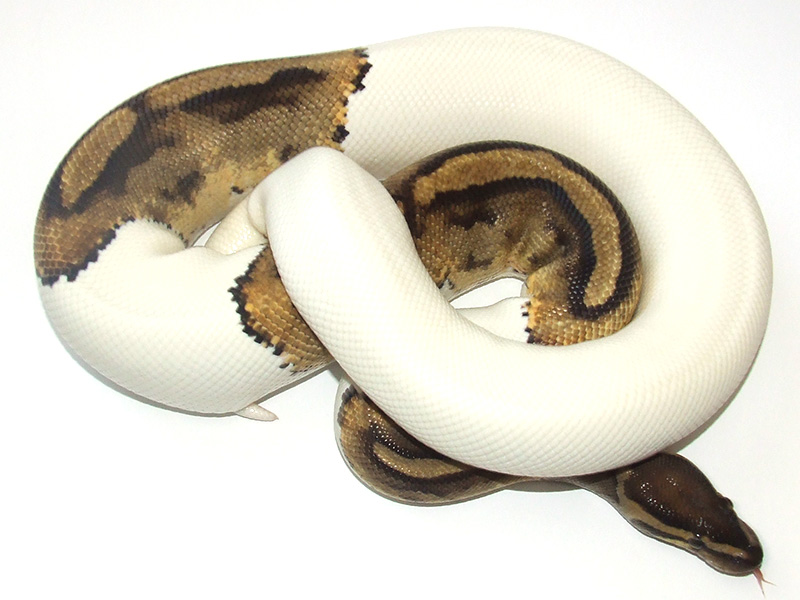 Piebald