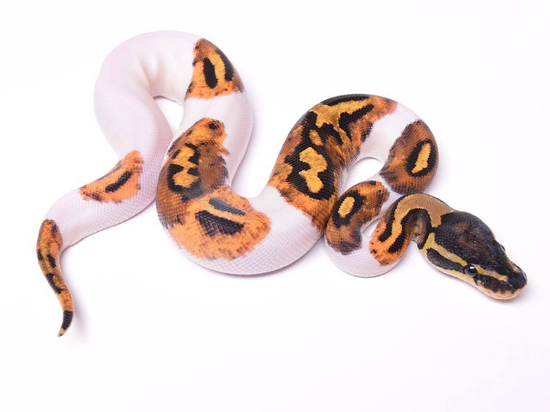 Piebald