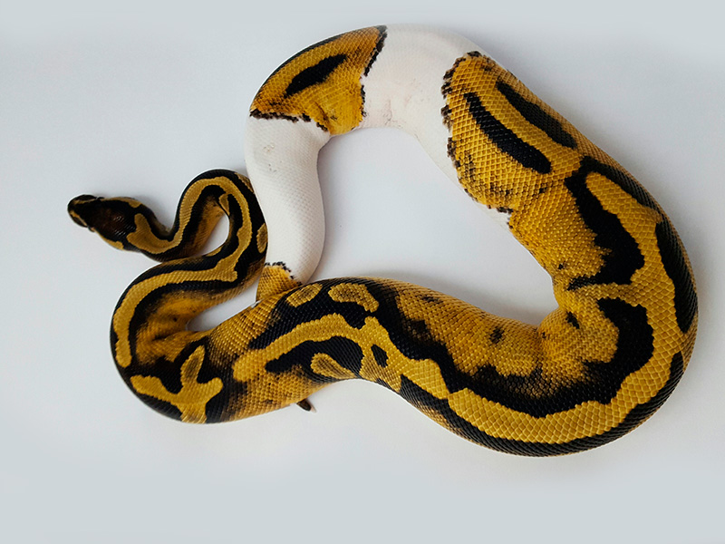 Piebald