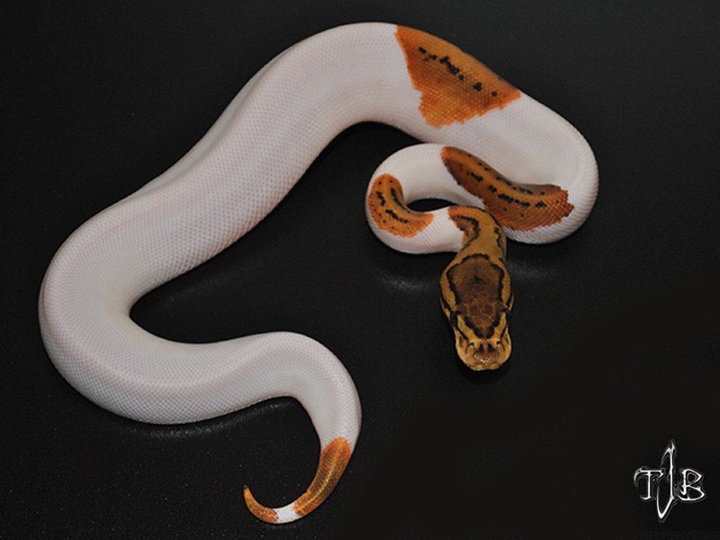 Pied Pinstripe Yellow Belly