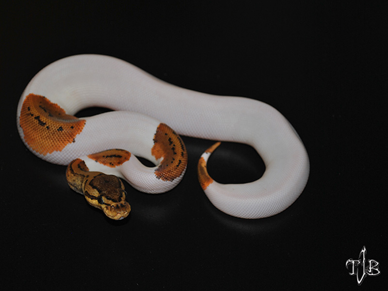 Pied Pinstripe Yellow Belly