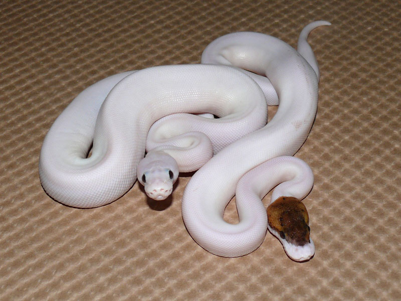Pied Woma