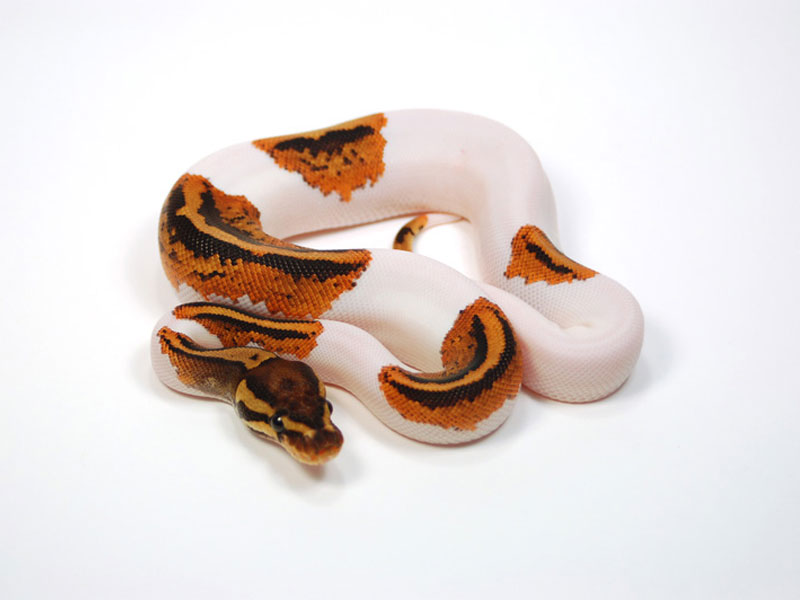 Pied Yellow Belly