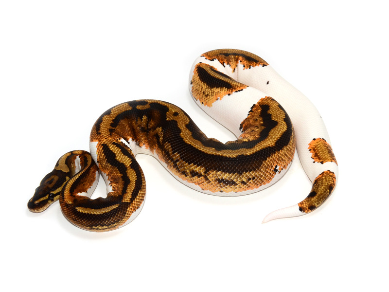 Pied Yellow Belly