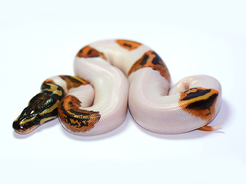 Pied Yellow Belly