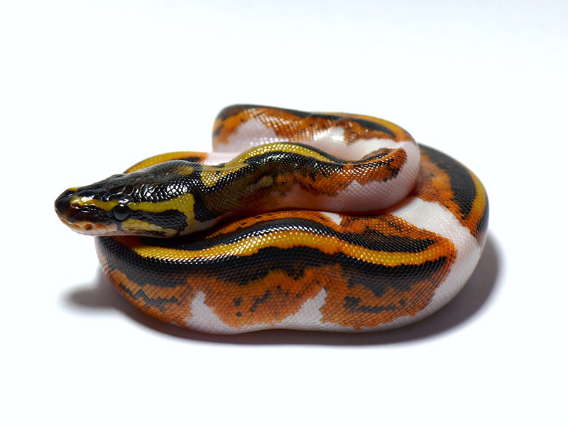 Pied Yellow Belly