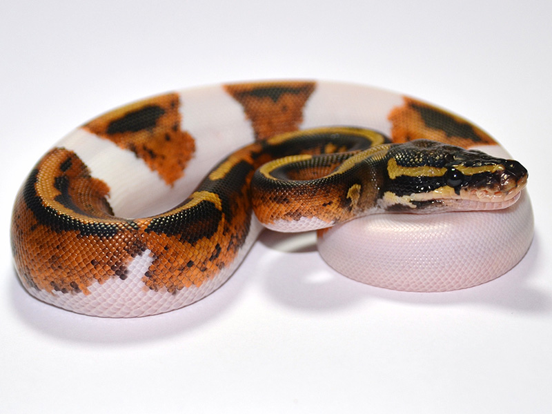 Pied Yellow Belly