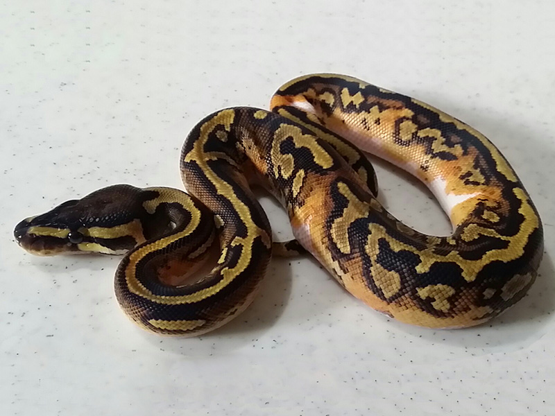 Pied Yellow Belly