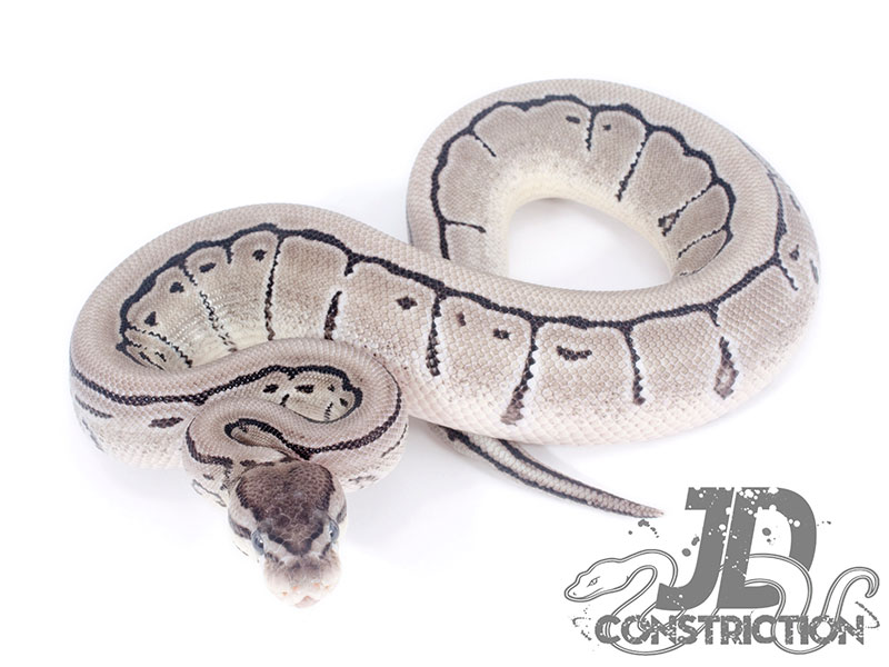 Pinstripe Axanthic - Snake Keeper Line