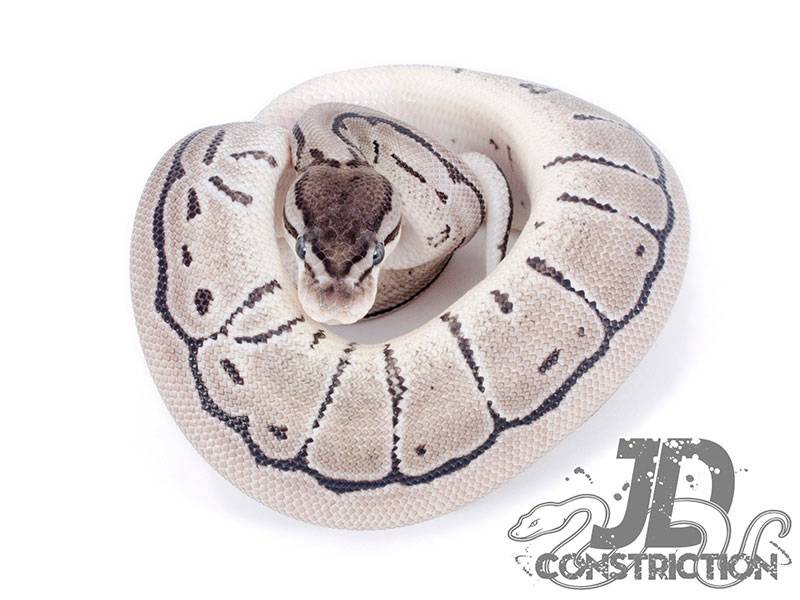 Pinstripe Axanthic - Snake Keeper Line