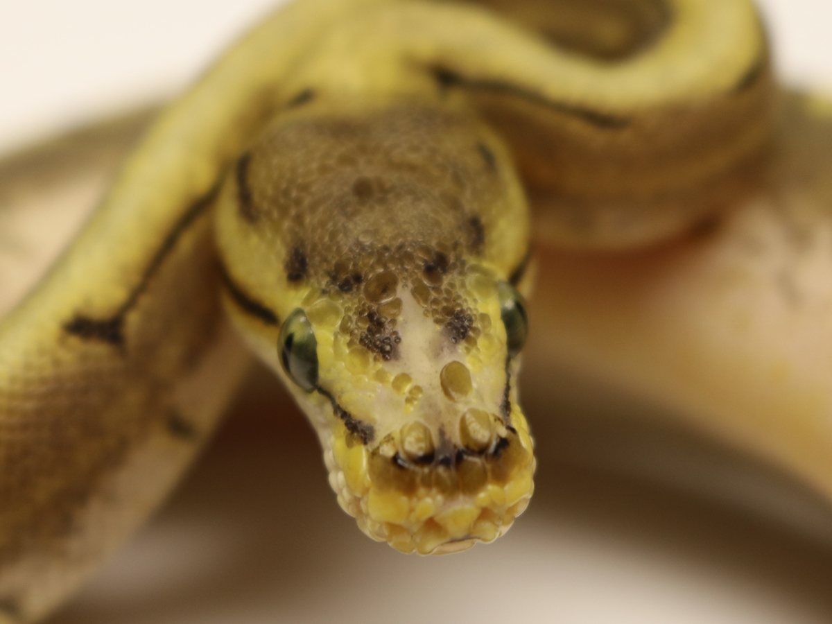 Pinstripe Scaleless Head Spider