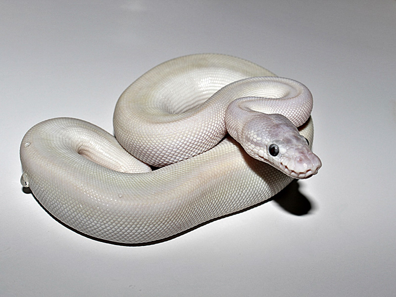 Pinstripe Super Mojave