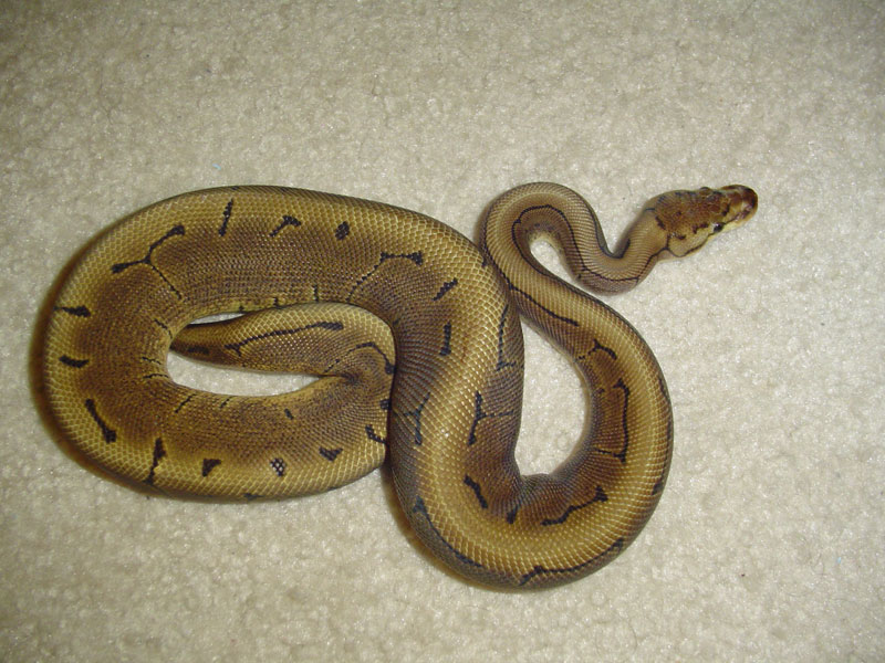 Pinstripe Woma