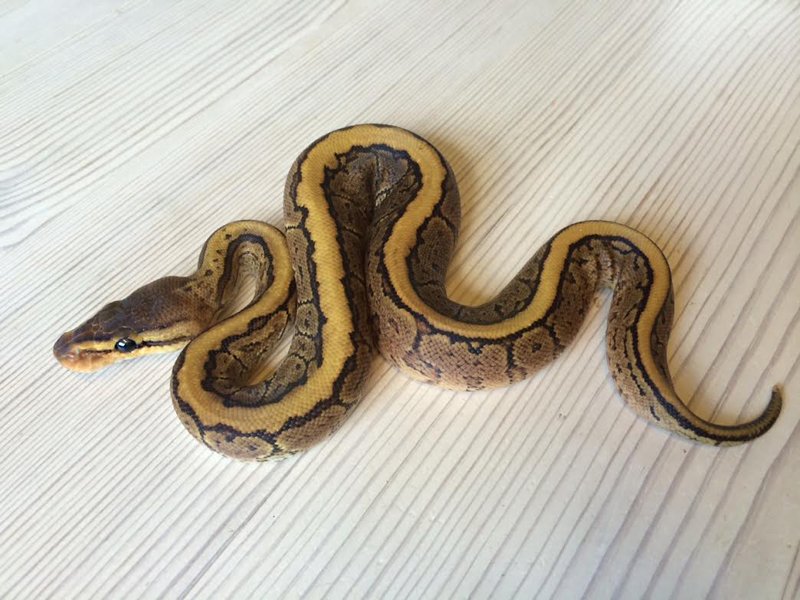 Pinstripe Yellow Belly Dot