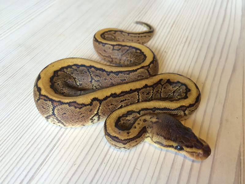 Pinstripe Yellow Belly Dot