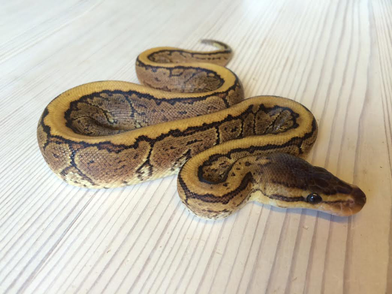 Pinstripe Yellow Belly Dot