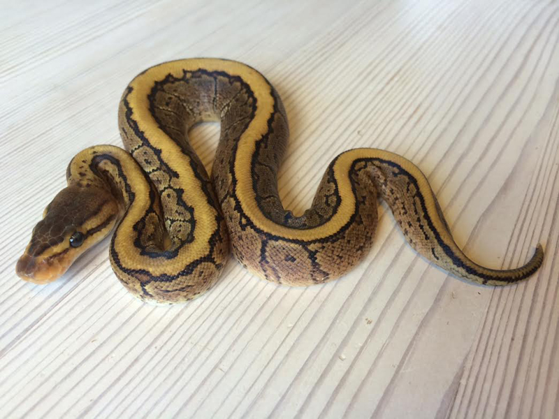 Pinstripe Yellow Belly Dot