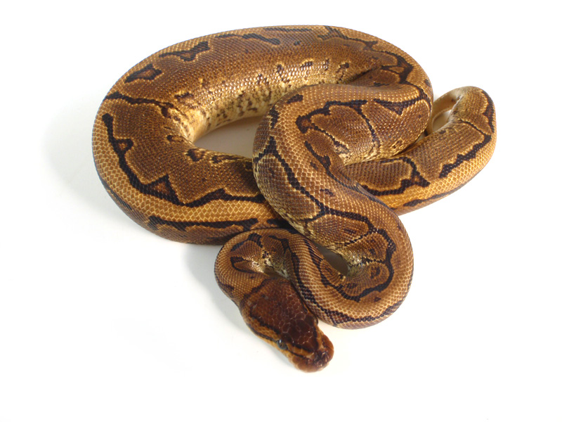 Pinstripe Yellow Belly