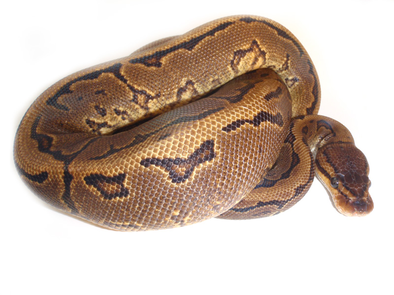 Pinstripe Yellow Belly