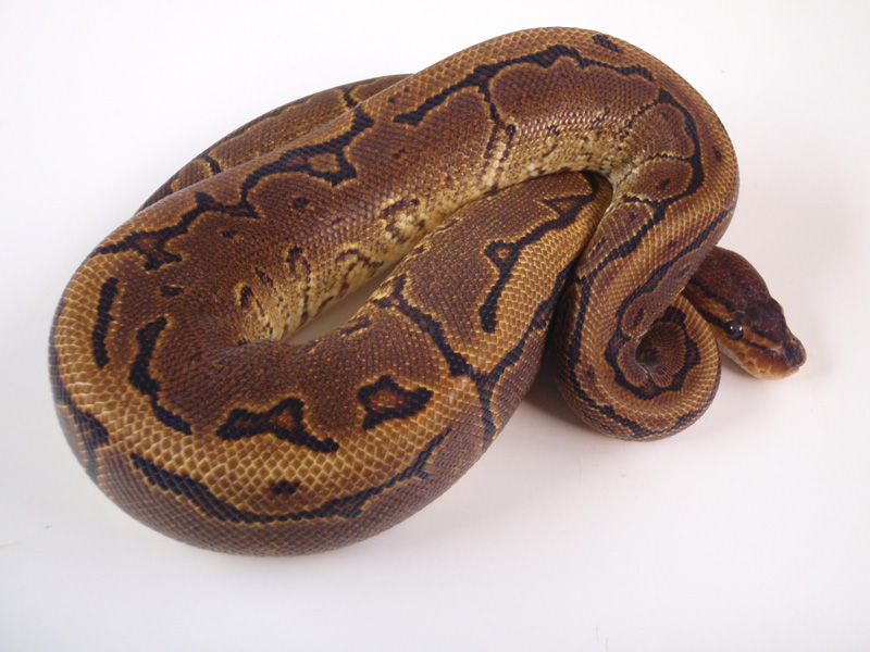 Pinstripe Yellow Belly