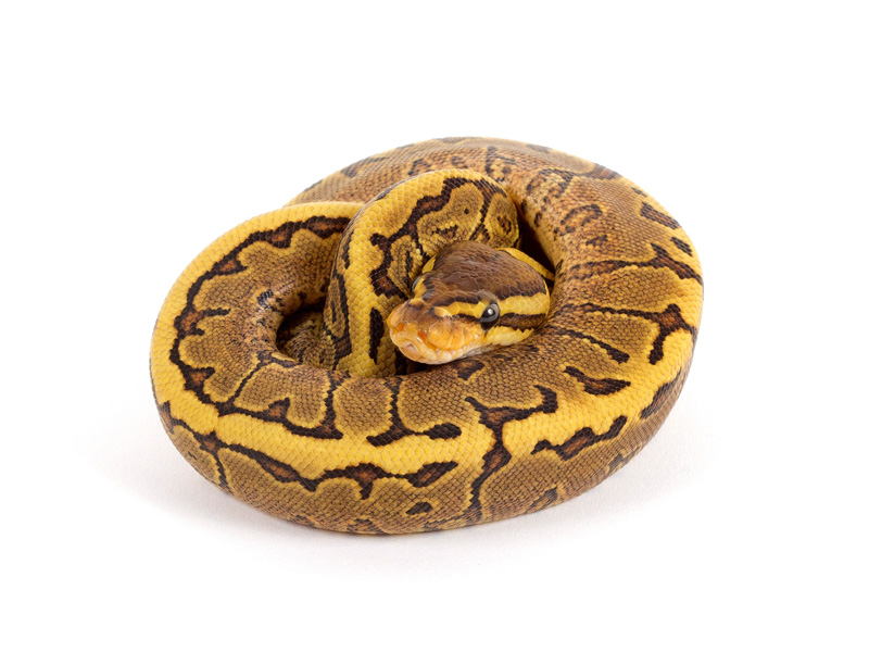 Pinstripe Yellow Belly