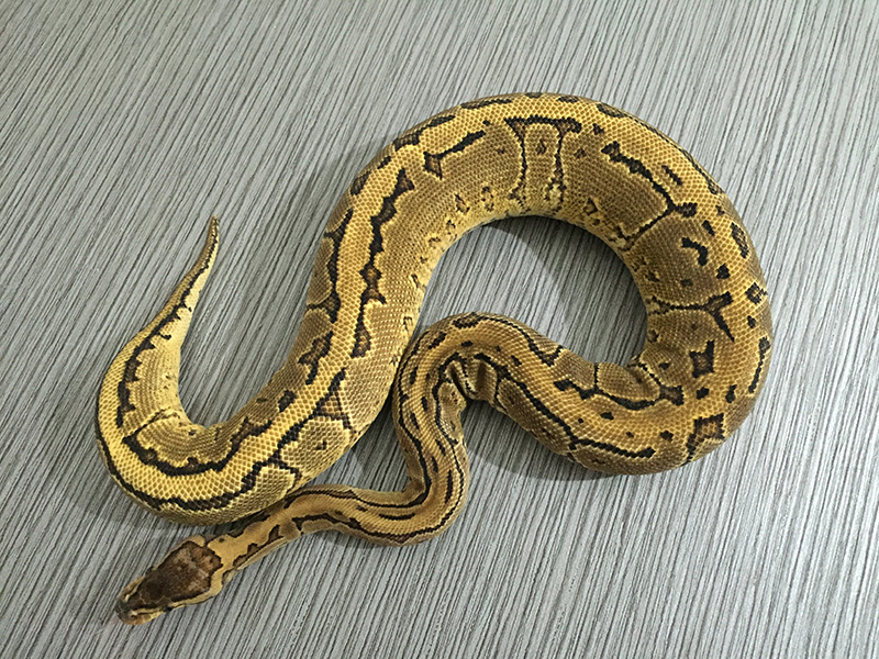 Pinstripe Yellow Belly