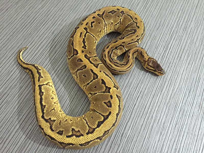 Pinstripe Yellow Belly