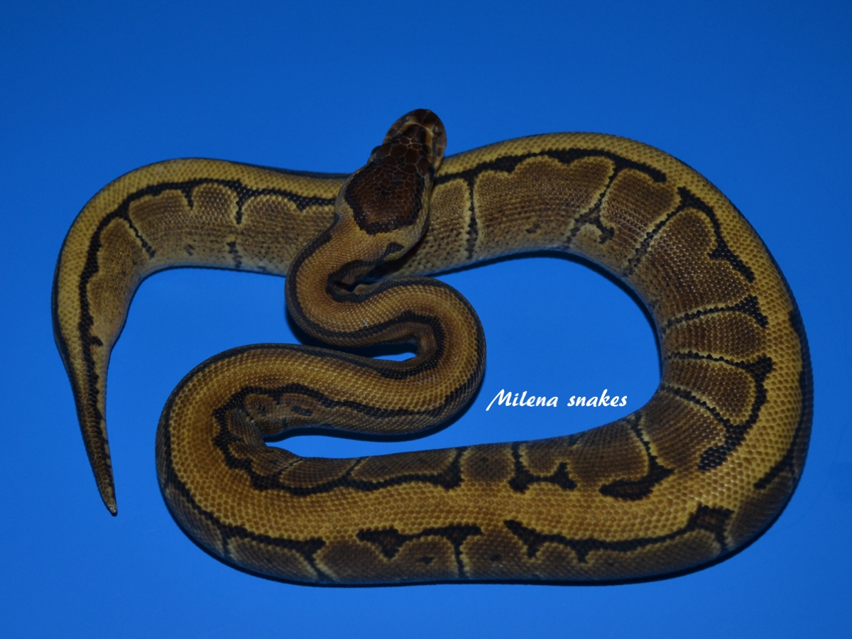 Pinstripe Yellow Belly