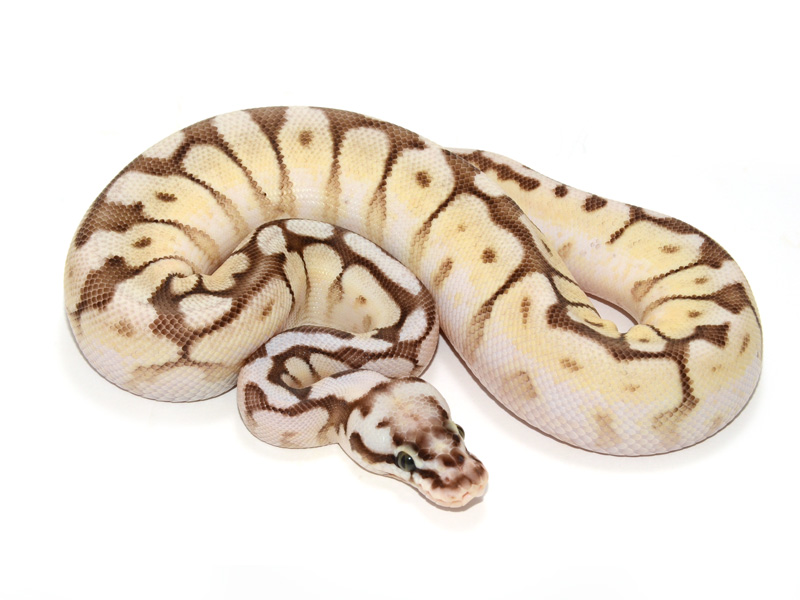 Killer Bee Ball Python. 