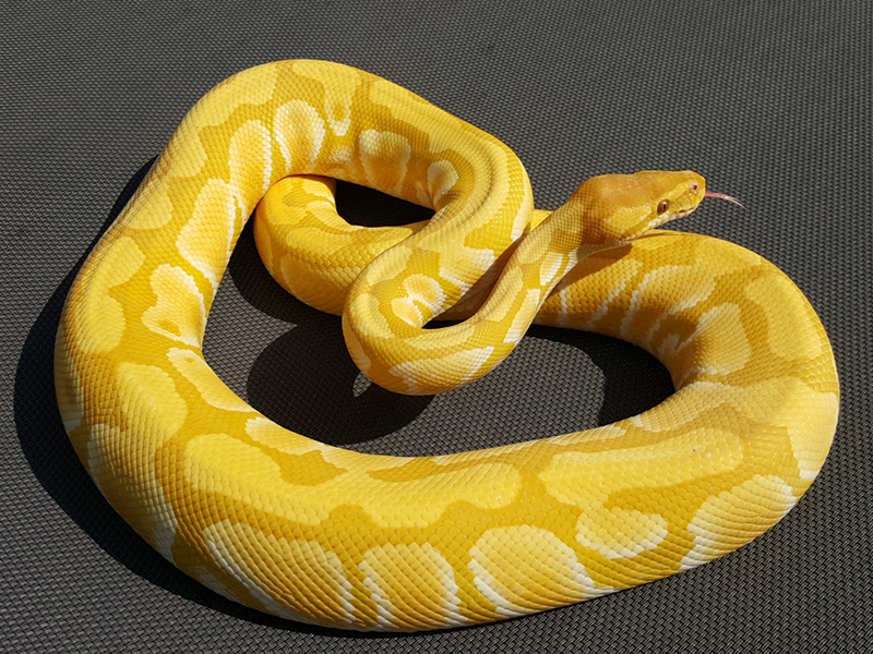 Rainbow Enchi