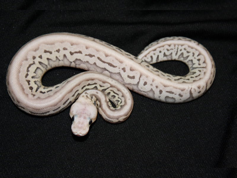 Red Axanthic Super Pastel