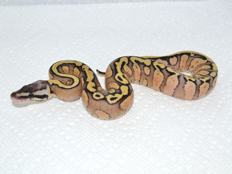 Red Stripe Pastel Yellow Belly