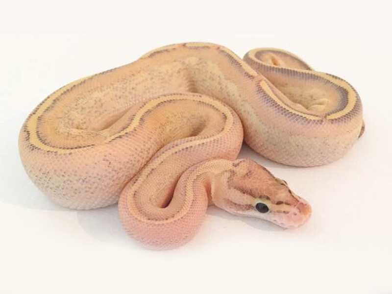 Russo Het Leucistic Spark Yellow Belly