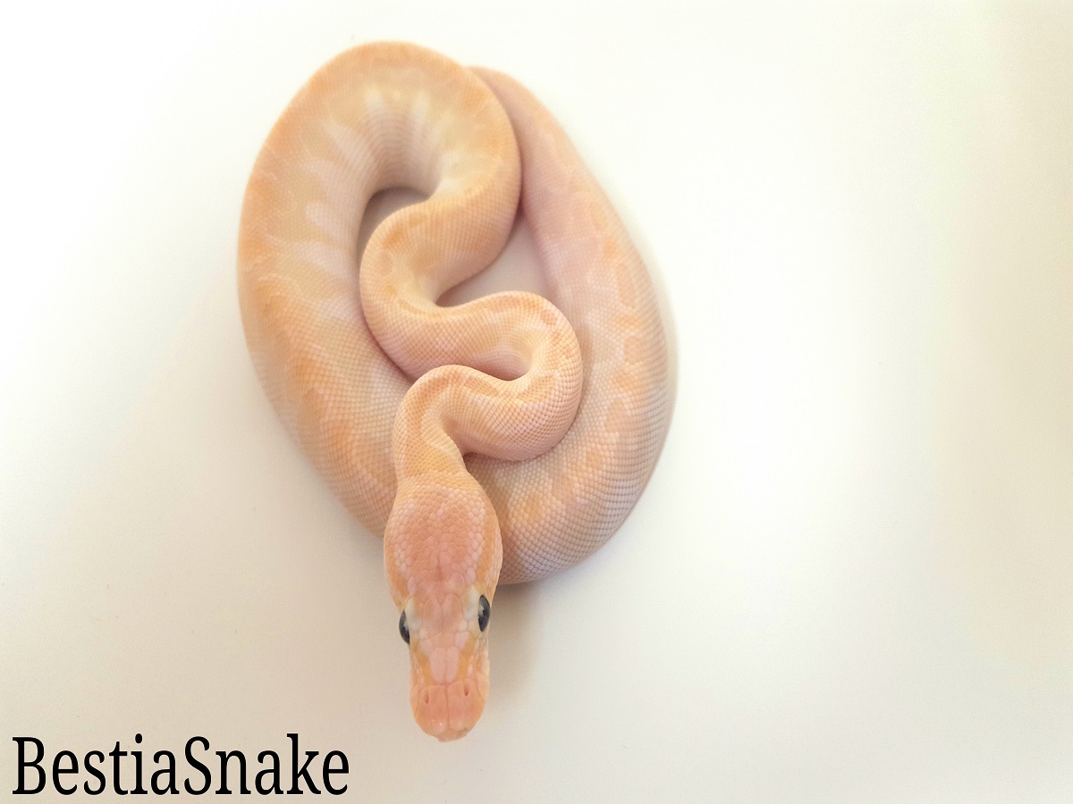 Russo Het Leucistic Special Spider