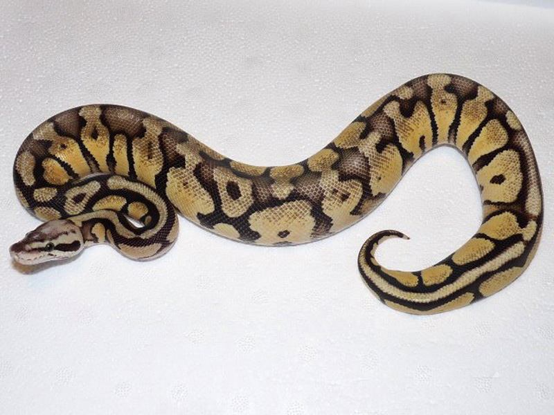 Russo Het Leucistic Yellow Belly Vanilla Citrus Pastel