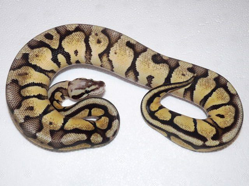 Russo Het Leucistic Yellow Belly Vanilla Citrus Pastel