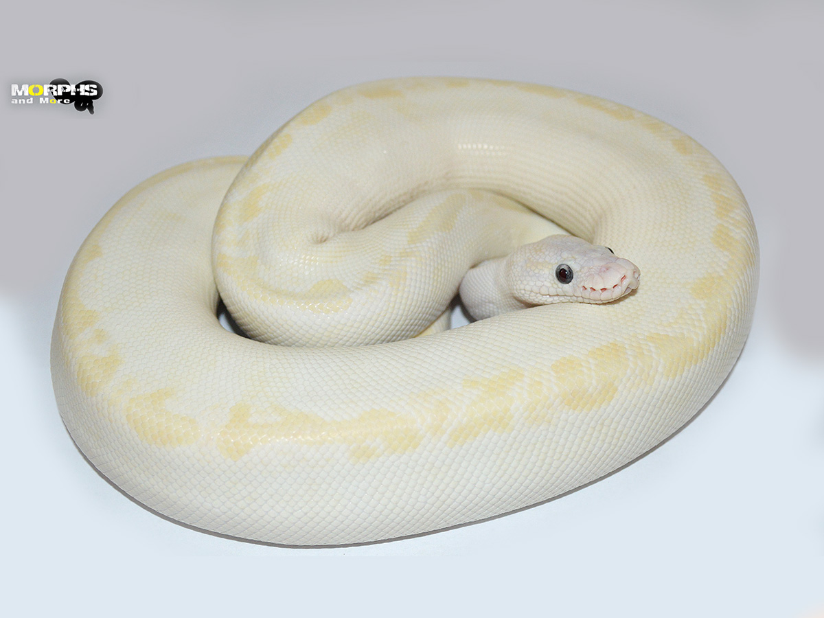 Russo Leucistic