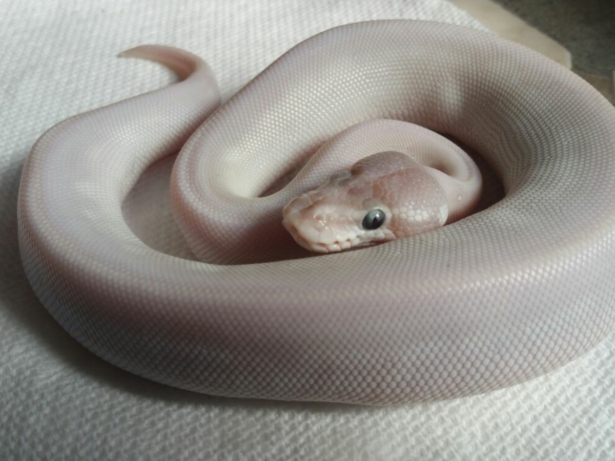 Sable Super Mojave