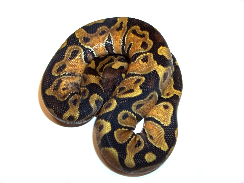 Satin Enchi