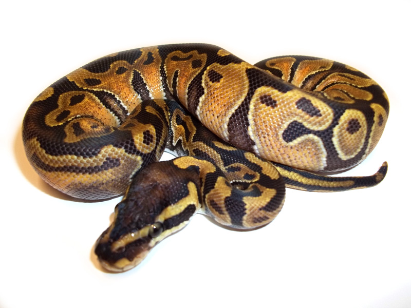 Satin Enchi