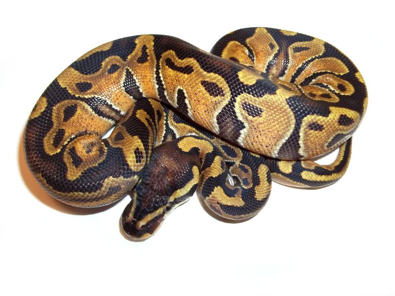 Satin Enchi