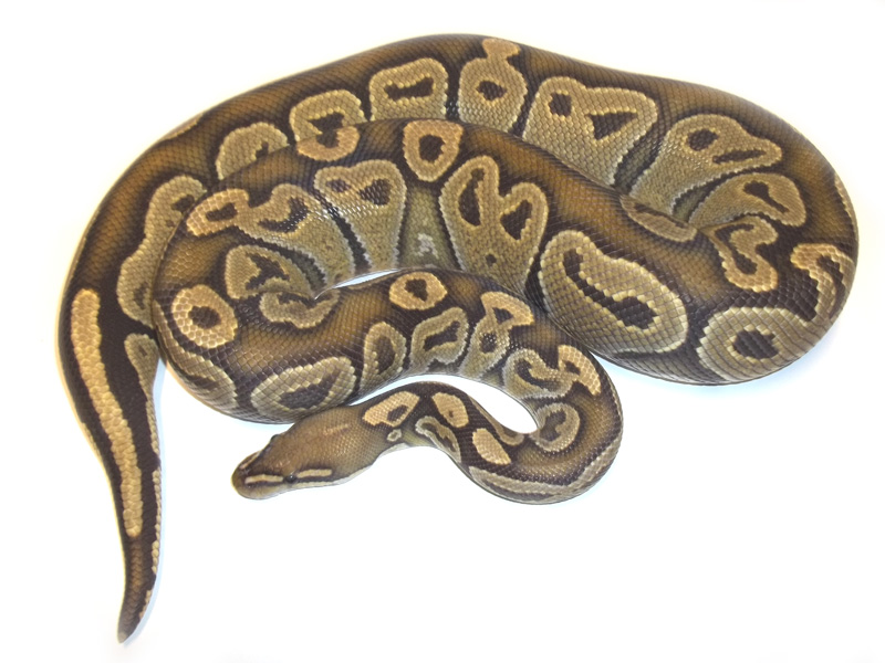 Satin Hypo