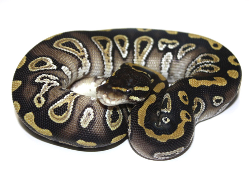 Satin Mojave