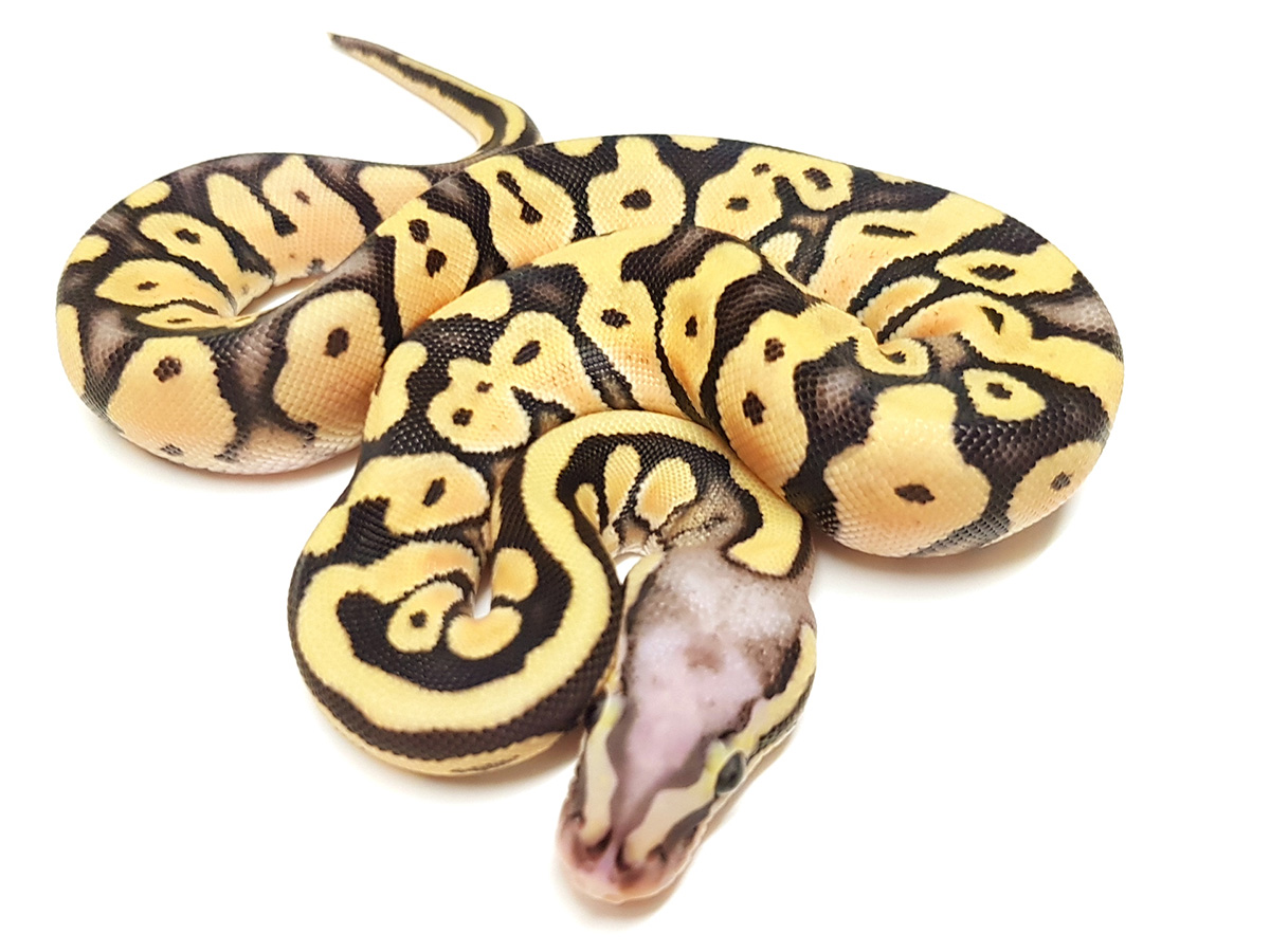 Scaleless Head Super Pastel