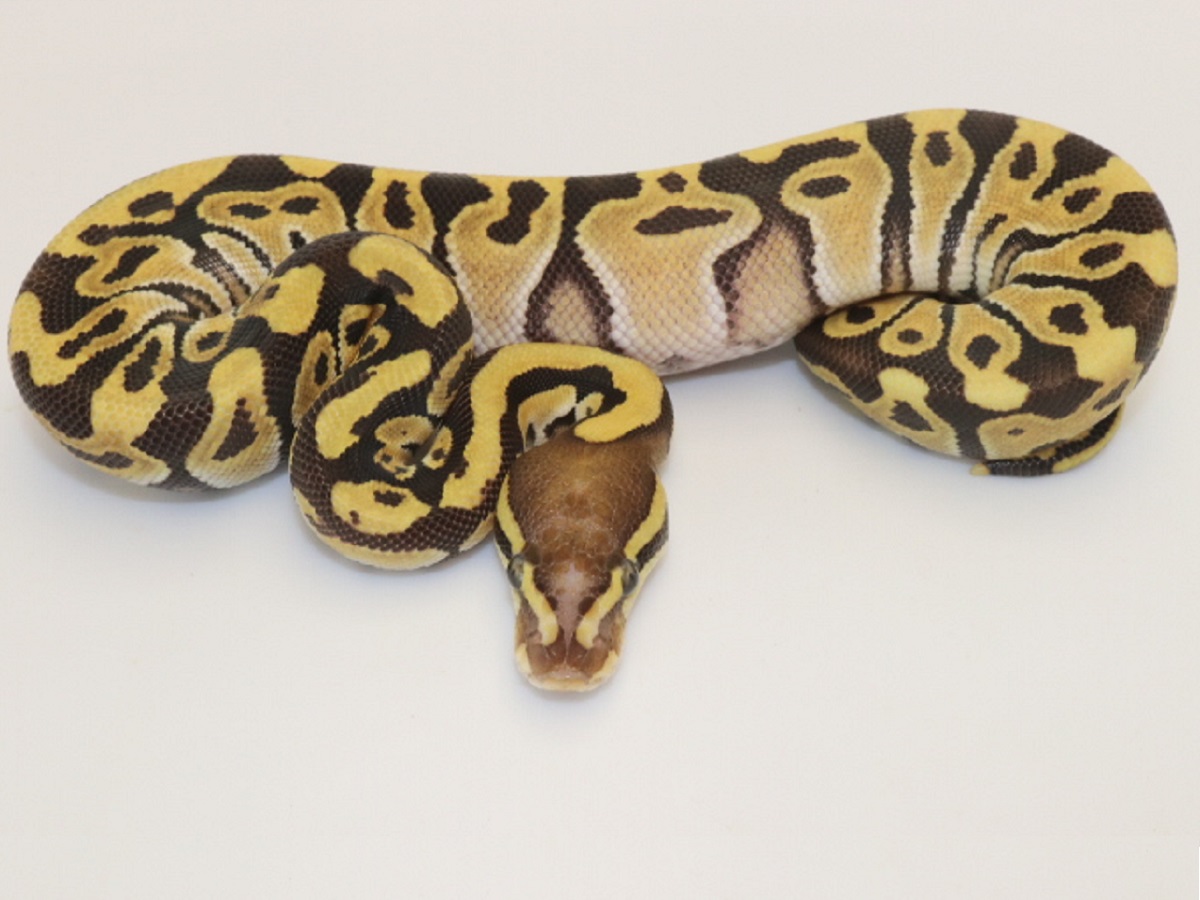 Scaleless Head Vanilla