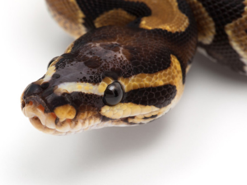 Scaleless Head