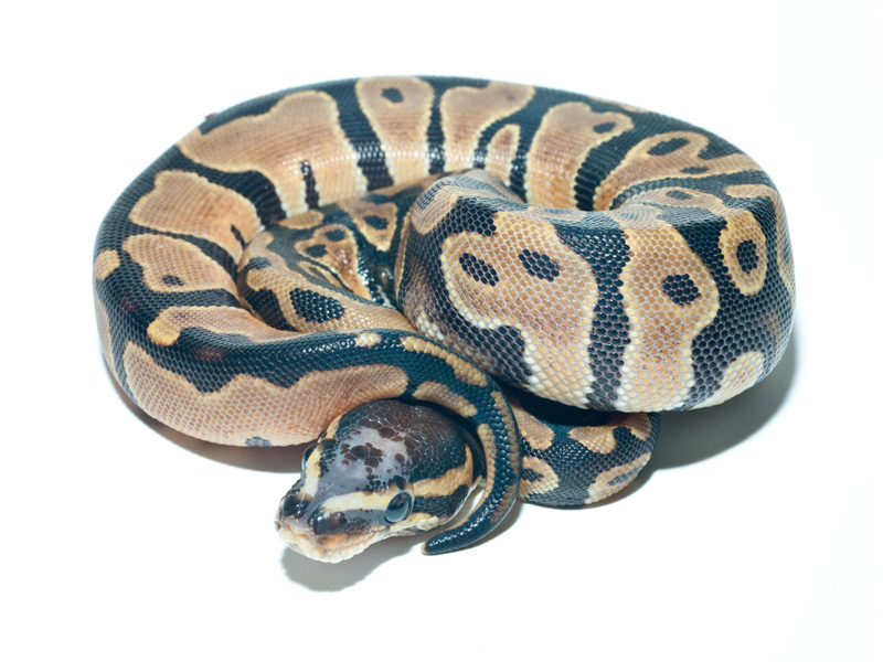 Scaleless Head